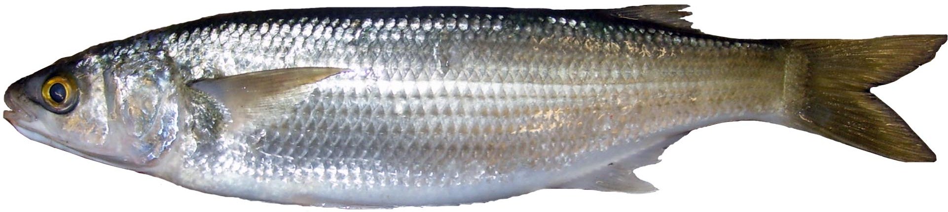 Coorong Mullet