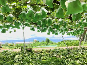 長野農業バイト